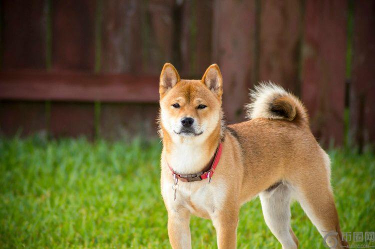 柴犬加入狗狗币、XRP 行列，进入 Coinbase ETF 关注名单——下一件大事？